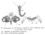 Brachionus angularis