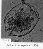 Brachionus angularis