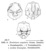 Brachionus angularis
