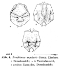 Brachionus angularis