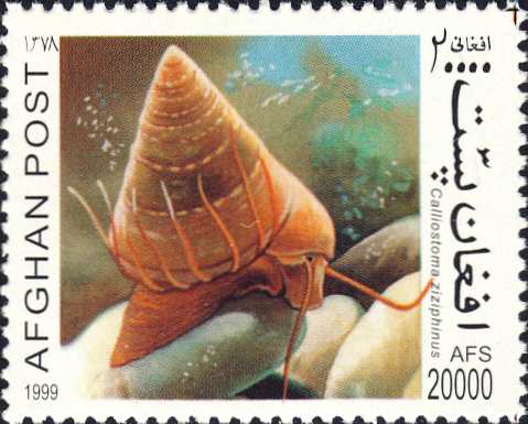 Calliostoma zizyphinum Calliostoma zizyphinum