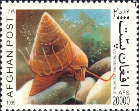 Calliostoma zizyphinum