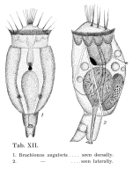 Brachionus angularis