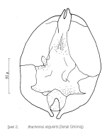 Brachionus angularis