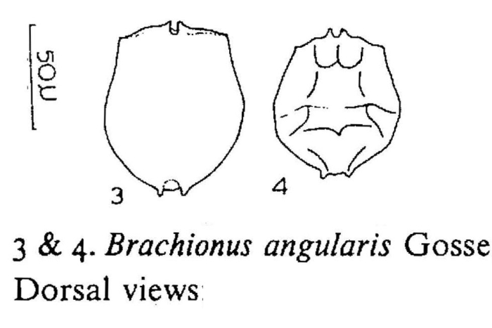 Brachionus angularis Brachionus angularis