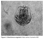 Brachionus angularis