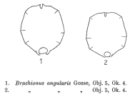 Brachionus angularis