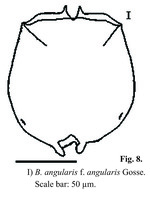 Brachionus angularis