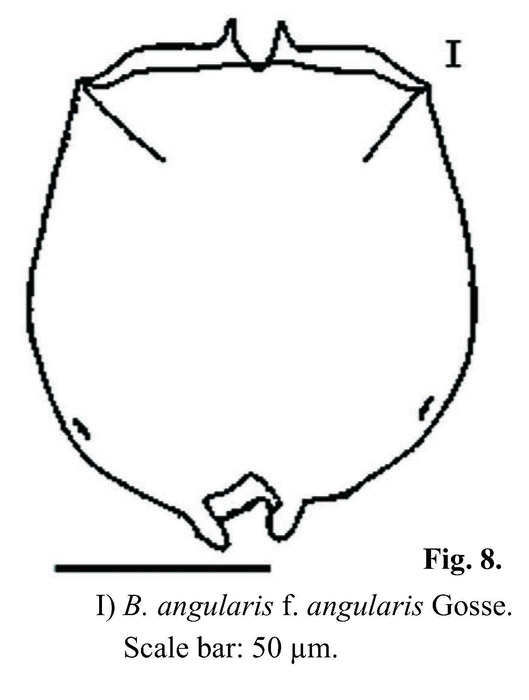 Brachionus angularis Brachionus angularis