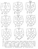 Brachionus angularis
