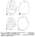 Brachionus angularis