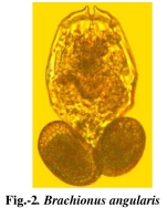 Brachionus angularis