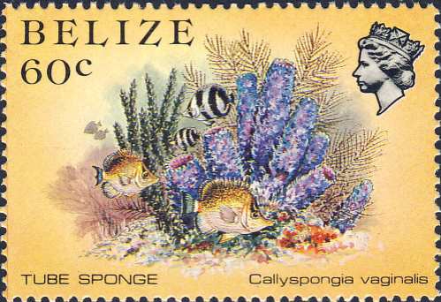 Callyspongia vaginalis Callyspongia vaginalis