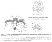 Brachionus angularis