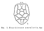 Brachionus angularis