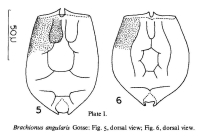 Brachionus angularis