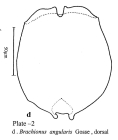 Brachionus angularis