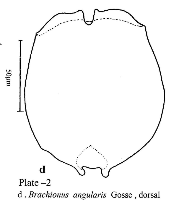 Brachionus angularis Brachionus angularis