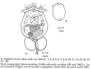 Brachionus angularis