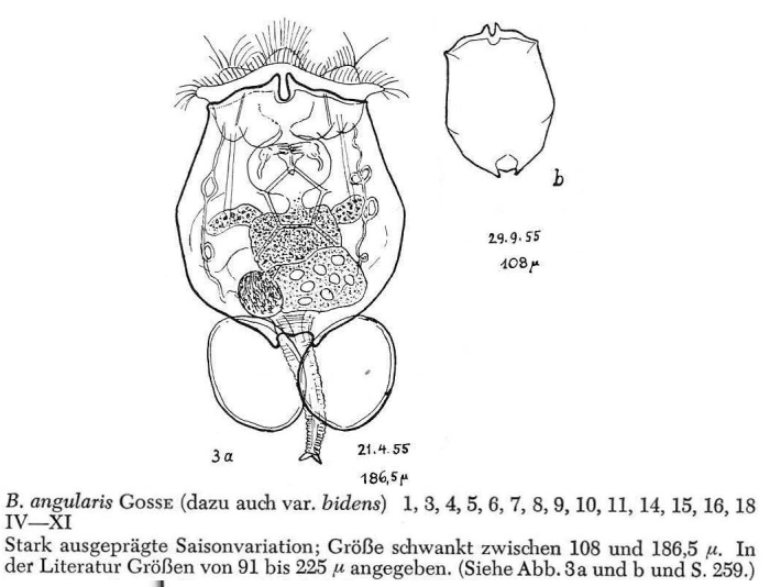 Brachionus angularis Brachionus angularis