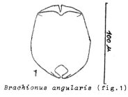 Brachionus angularis