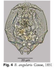 Brachionus angularis