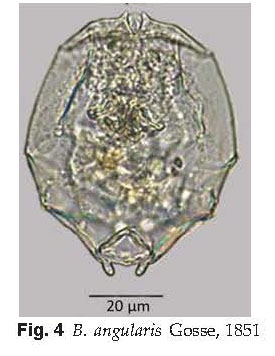 Brachionus angularis Brachionus angularis