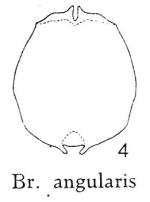 Brachionus angularis