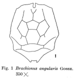 Brachionus angularis