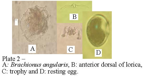 Brachionus angularis Brachionus angularis