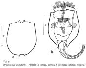 Brachionus angularis