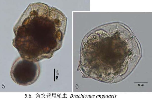 Brachionus angularis Brachionus angularis