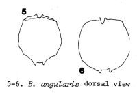 Brachionus angularis