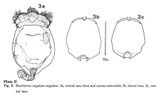 Brachionus angularis