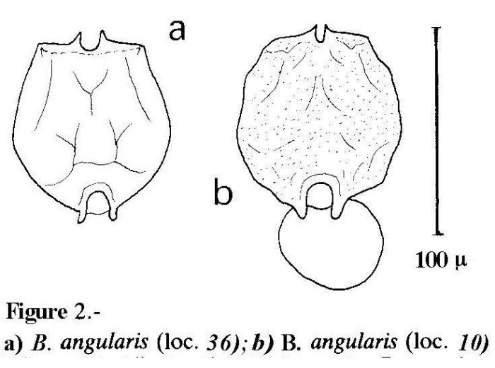 Brachionus angularis Brachionus angularis