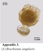 Brachionus angularis