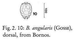 Brachionus angularis