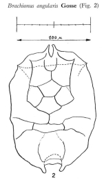 Brachionus angularis