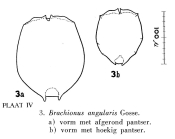 Brachionus angularis