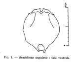 Brachionus angularis