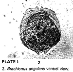 Brachionus angularis