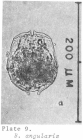 Brachionus angularis