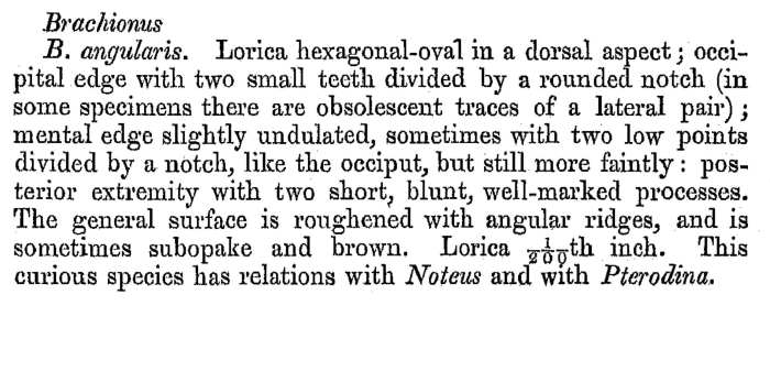 Brachionus angularis - Original description image