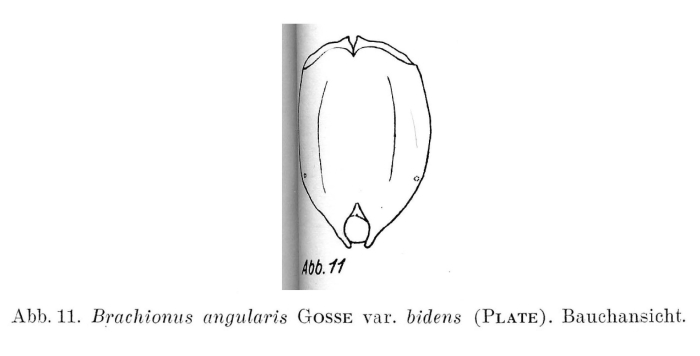 Brachionus angularis bidens