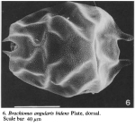 Brachionus angularis bidens