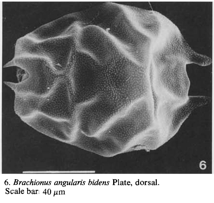 Brachionus angularis bidens
