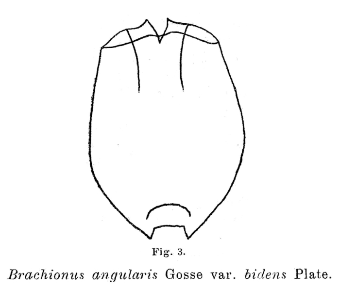 Brachionus angularis bidens