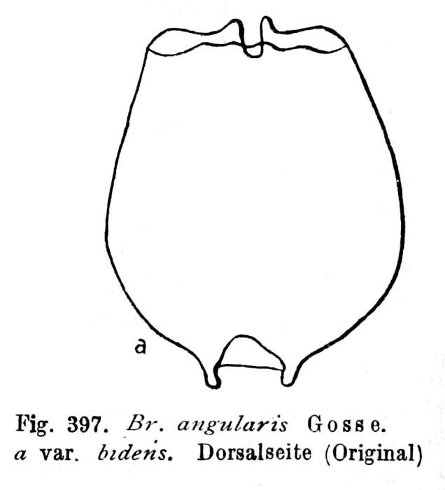 Brachionus angularis bidens