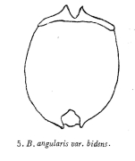 Brachionus angularis bidens