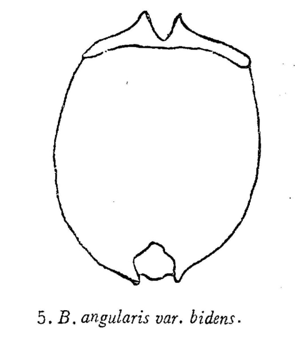 Brachionus angularis bidens